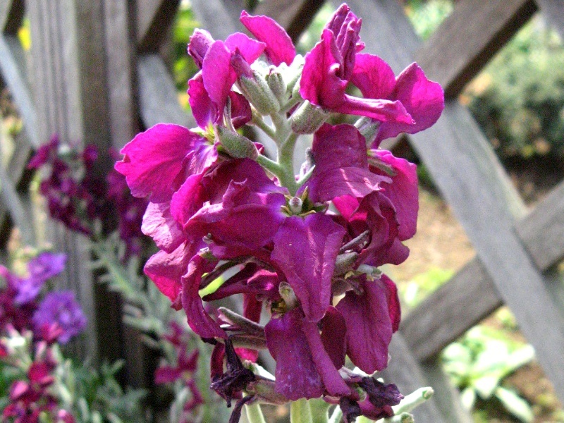 ストック Matthiola Incana かぎけん花図鑑