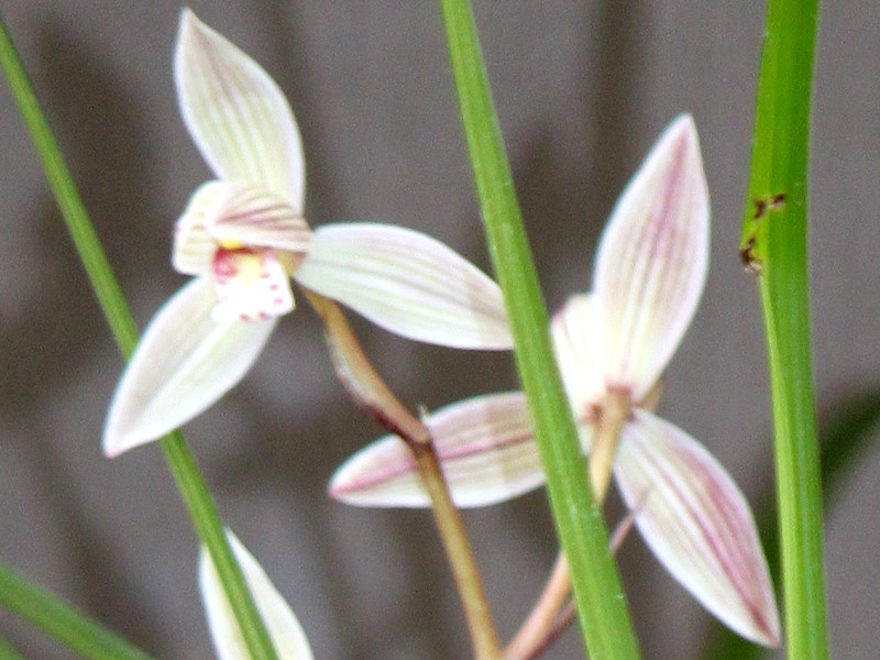 Cymbidium