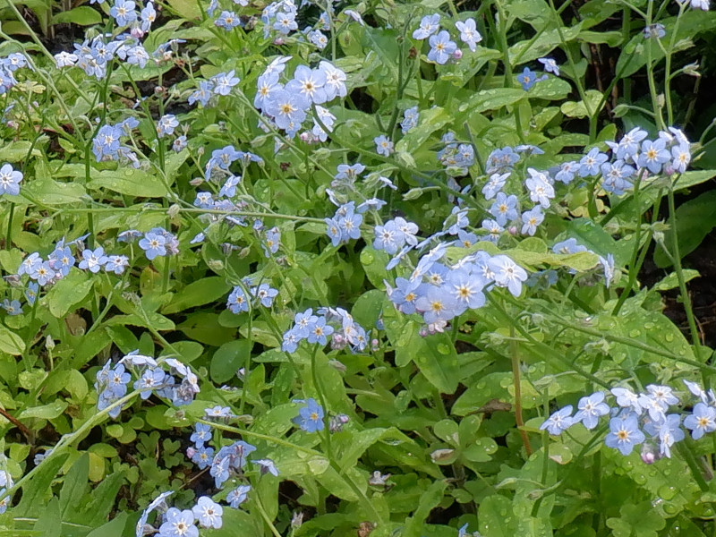 Myosotis scorpioide