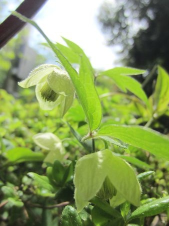 White flower Bell vine