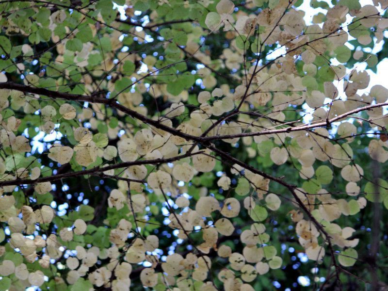 Cercidiphyllum japonicum