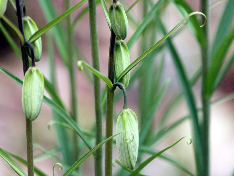 Fritillaria