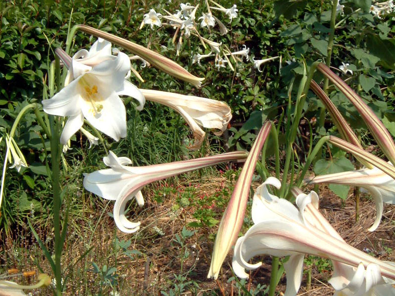 タカサゴユリ Lilium Formosanum かぎけん花図鑑