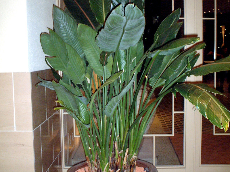 Strelitzia nicolai