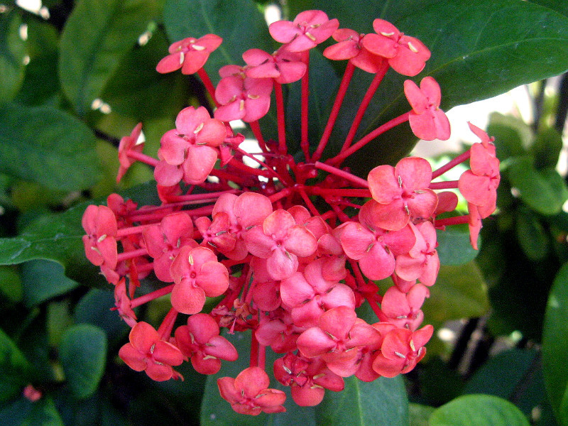 Ixora chinensis