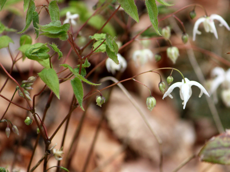 Epimedium semperuirens