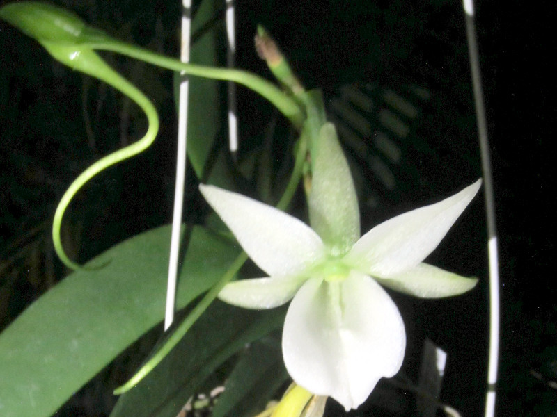 アングレカム レオニス Angraecum Leonis かぎけん花図鑑