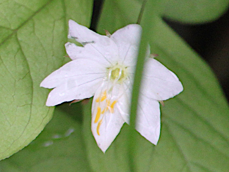 Trientalis Europaea