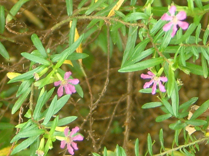 クフェア ヒッソピフォリア Cuphea Hyssopifolia かぎけん花図鑑