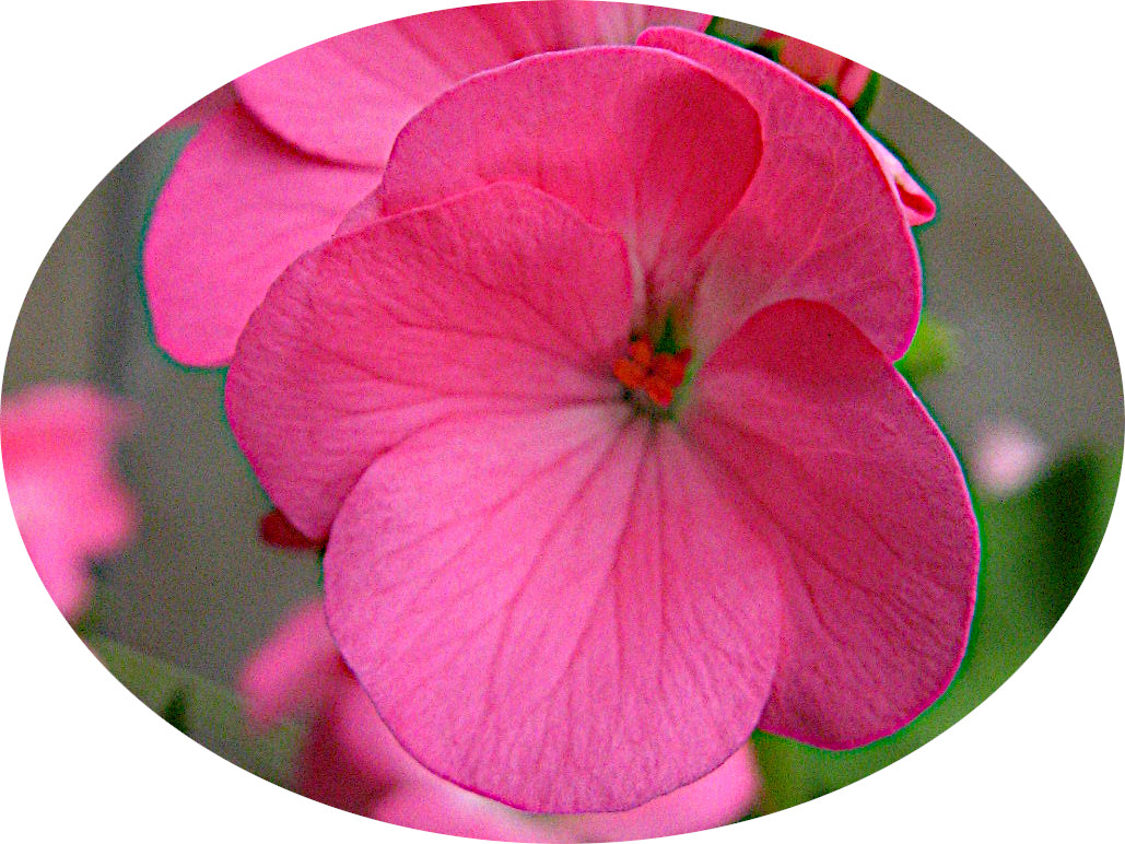 geranium