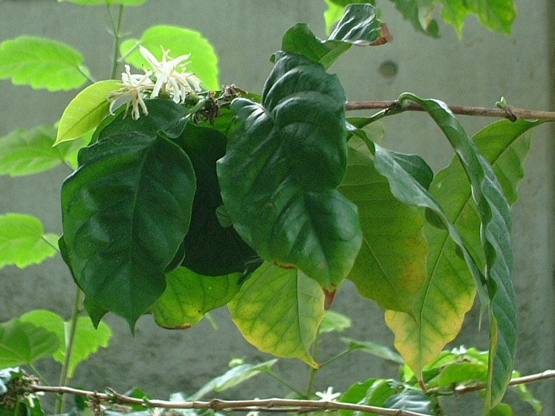 世界の国花 コロンビア Colombia