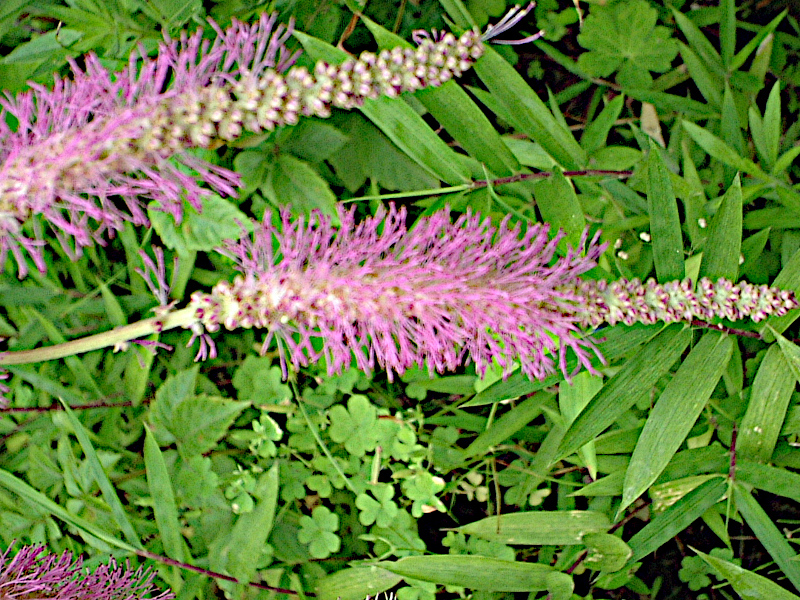 Japanese Burnet