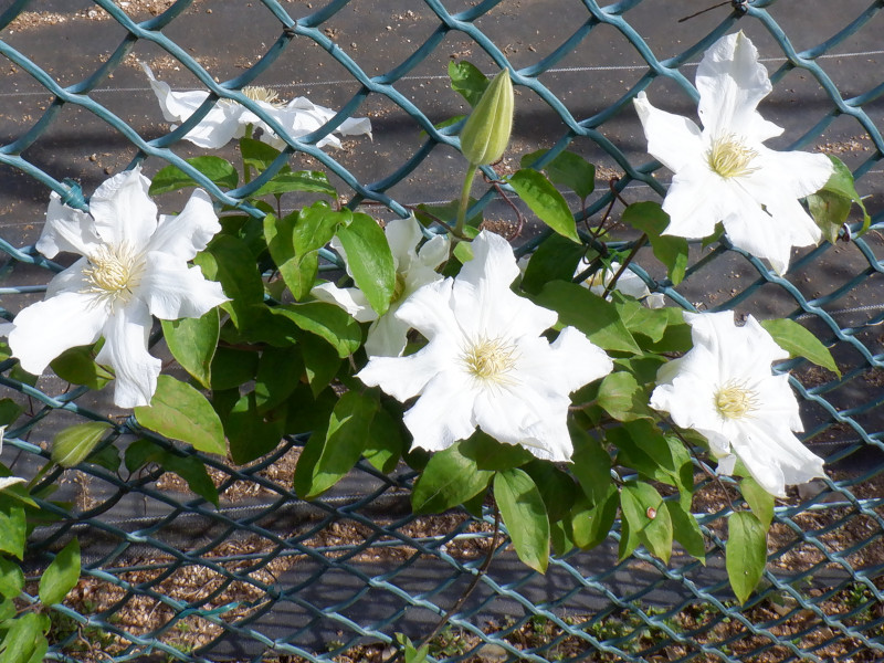 Clematis 'Toki'