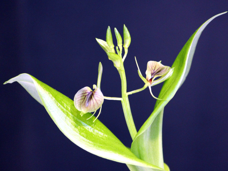 Orchid of the Tsukuba experiment botanical garden
