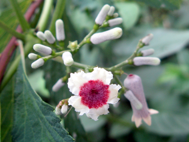 Paederia foetida 