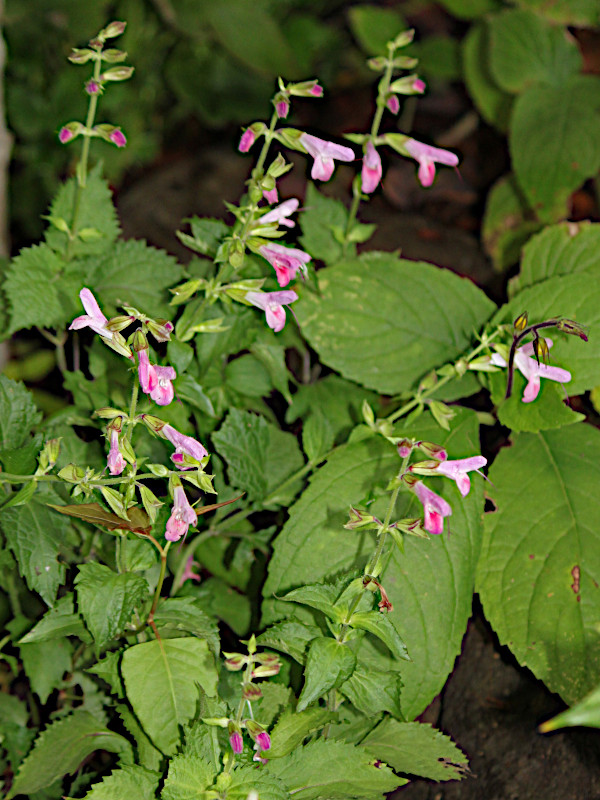 Salvia glabrescens