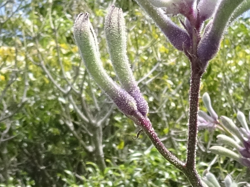 Kangaroo paw