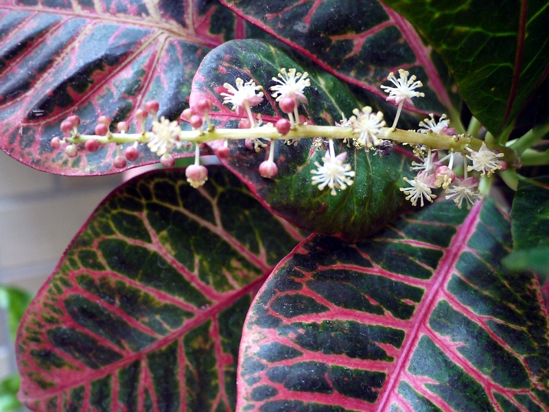 クロトン Codiaeum Variegatum かぎけん花図鑑