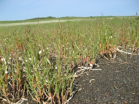 Common Glasswort