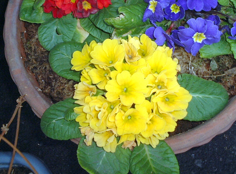 Primula  juliana