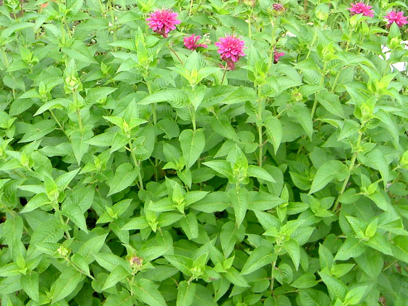 ベルガモット Monarda Didyma かぎけん花図鑑