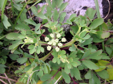 Peucedanum japonicum