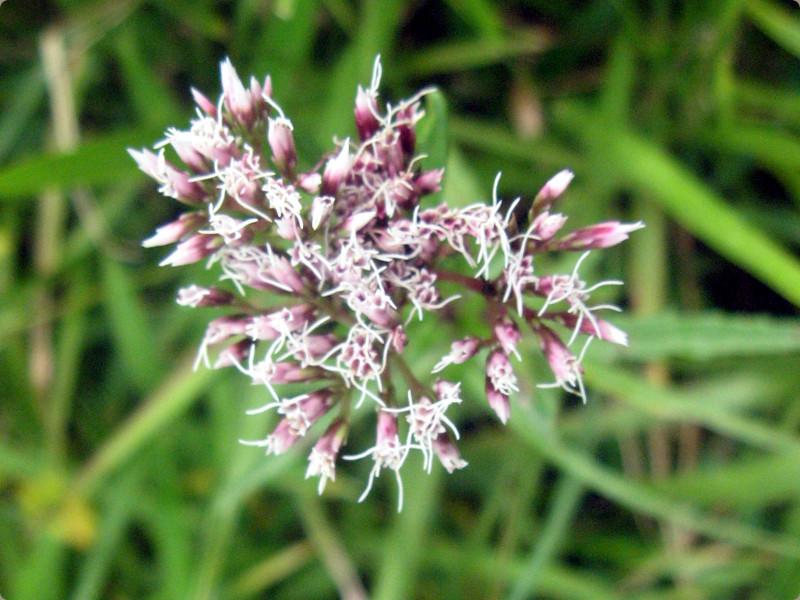 Eupatorium