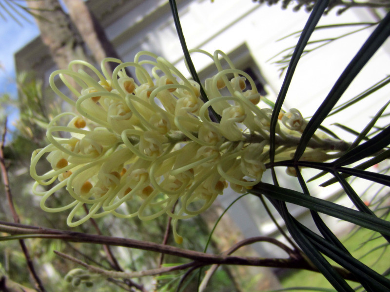 澳洲银桦杂交种 ’蜂蜜宝石’