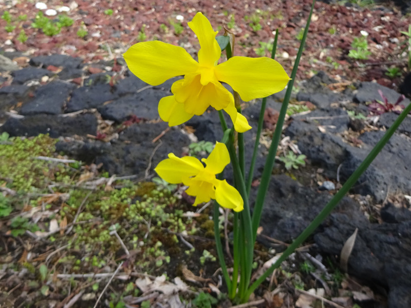 Trumpet daffodils