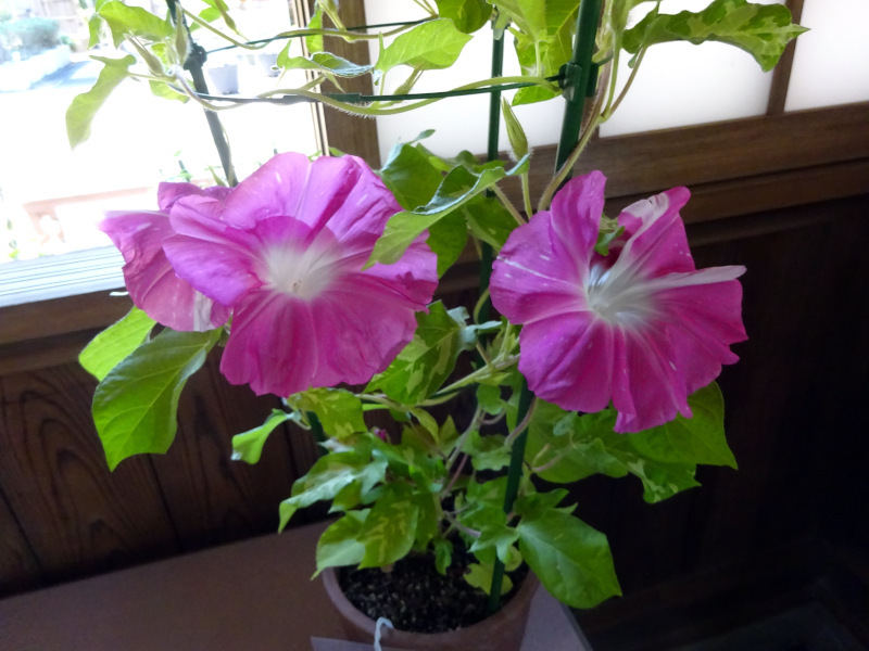 Variegated morning glories 'Kifurisemibabebishimamaruzakitairin'