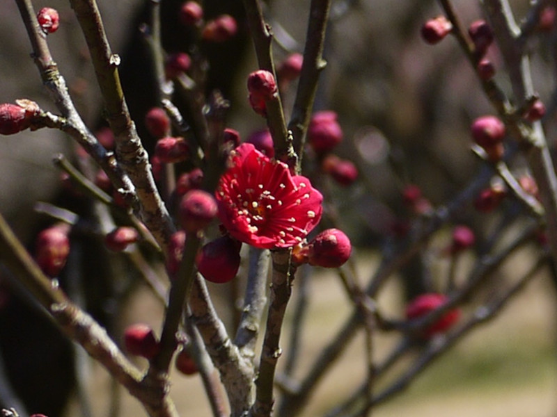 梅花 蘇芳紅 Prunus Mume Suoubai 科技研花图画书