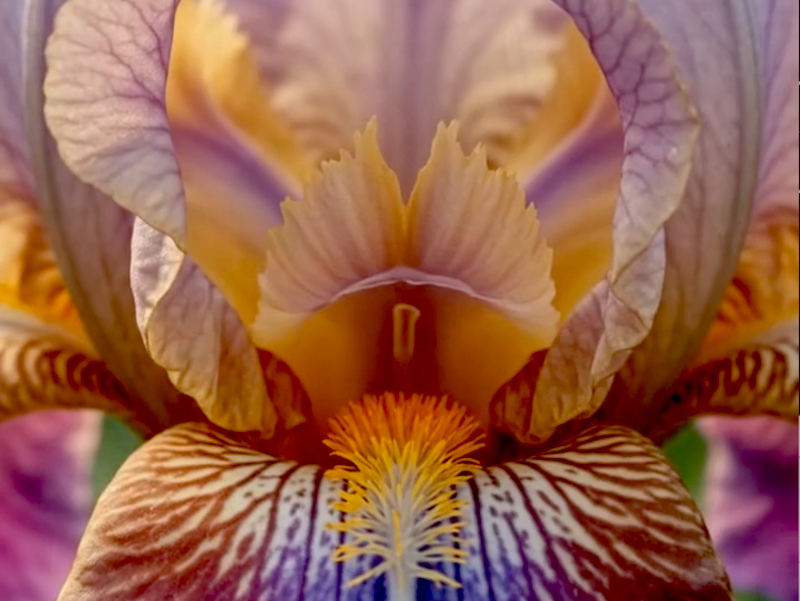 German Iris
