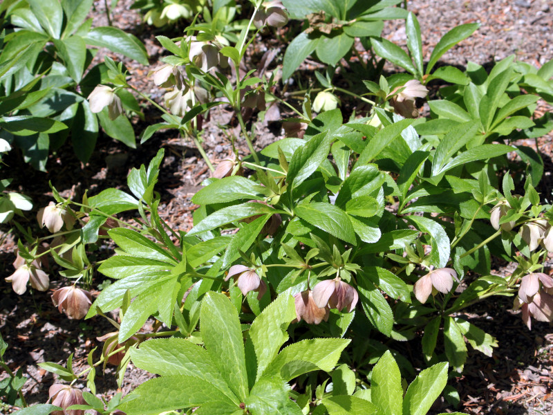 Helleborus orientalis