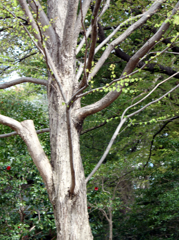 Cercidiphyllum japonicum