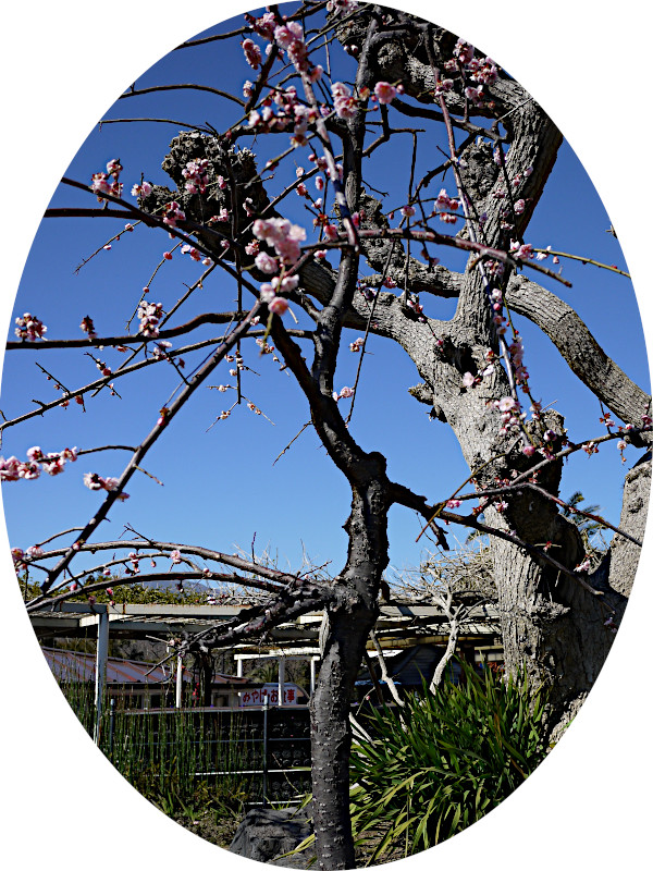 Prunus mume 'Fujibotan-shidare'