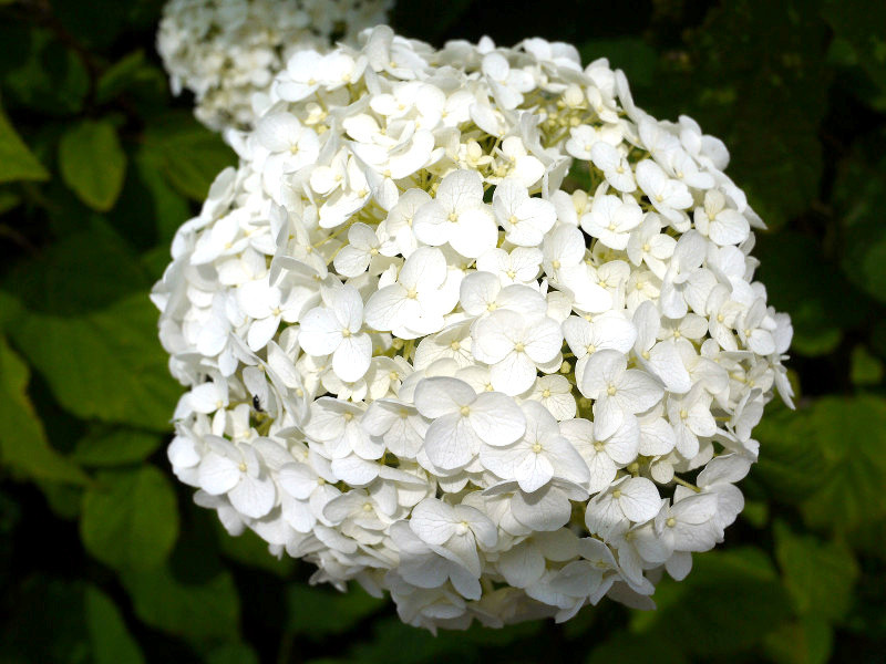 Hydrangea Macrophylla Hydrangea Ajisai Flower Database