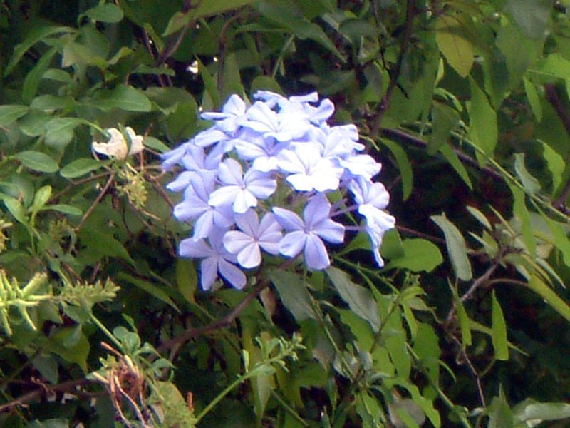 Plumbago auriculata