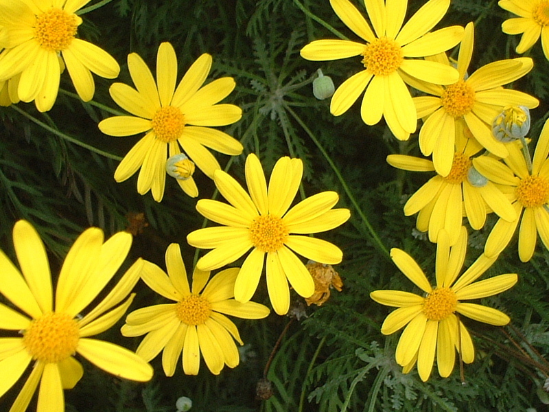 ユリオプスデージー Euryops Pectinatus かぎけん花図鑑