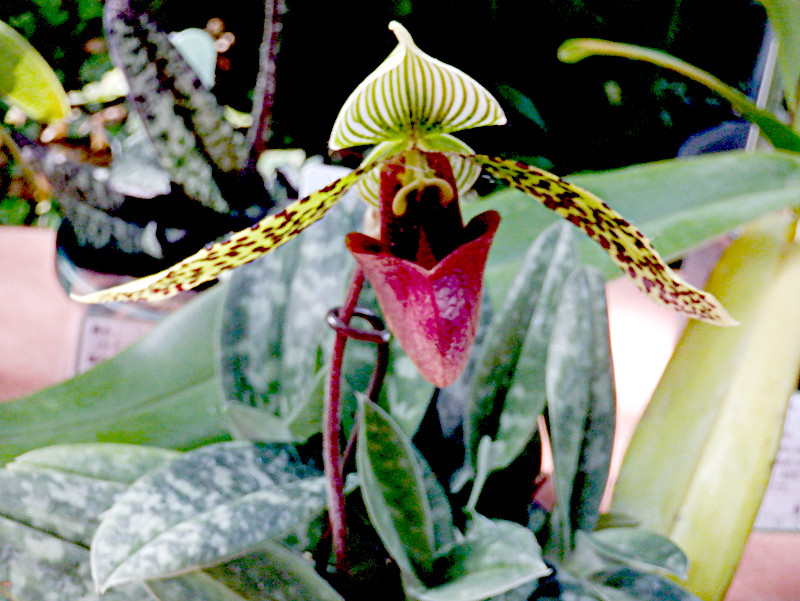 Paphiopedilum ’sukhakulii'