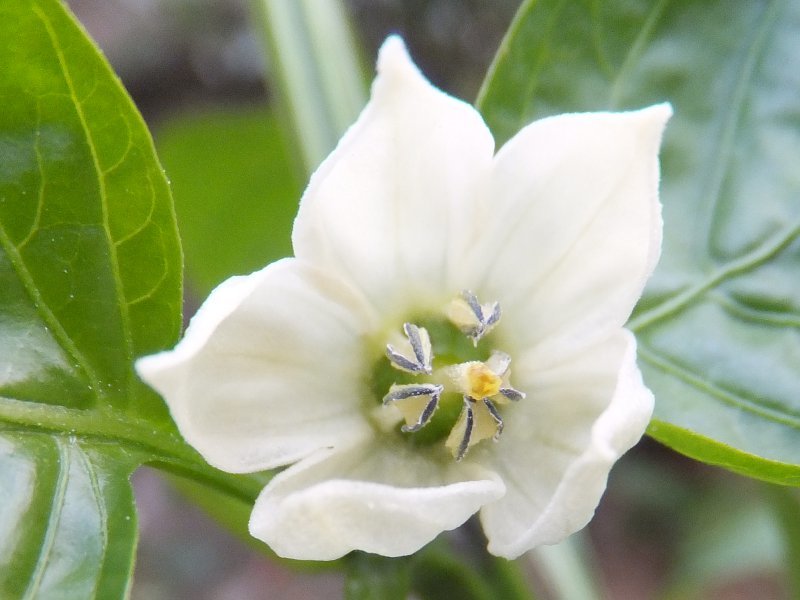 ピーマン Capsicum Annuum L Grossum かぎけん花図鑑