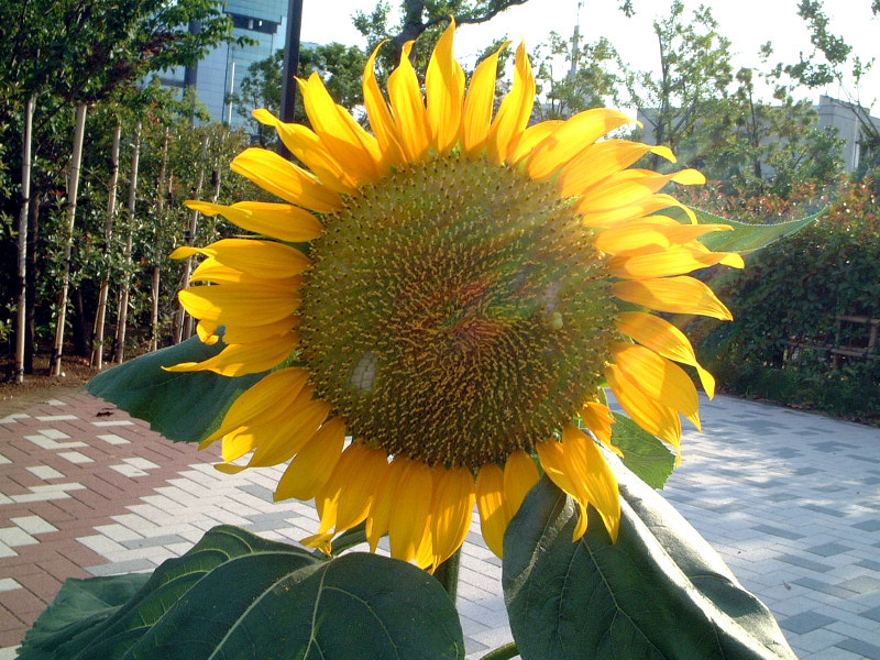 向日葵 Helianthus Annuus L 科技研花图画书