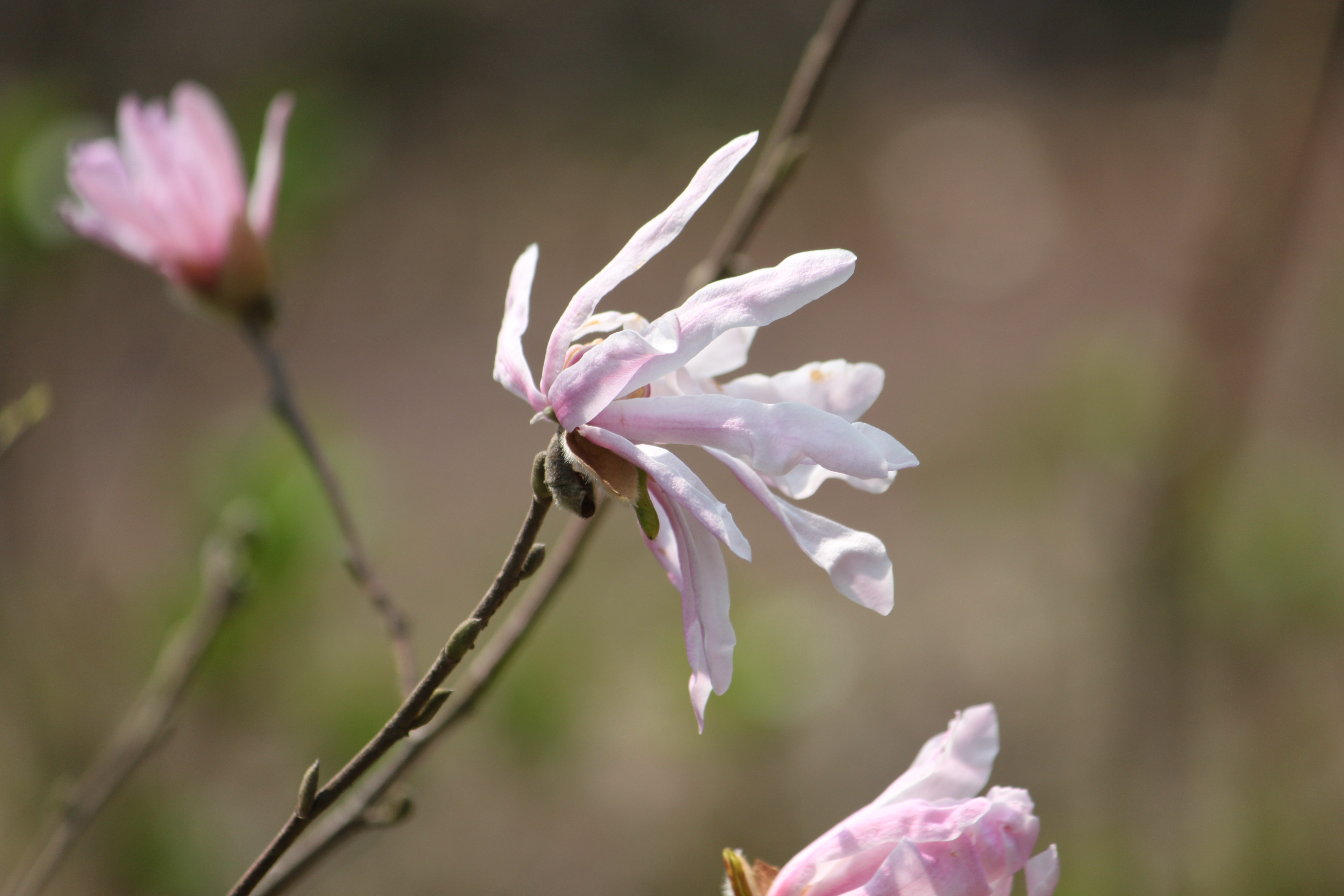 Star Magnolia