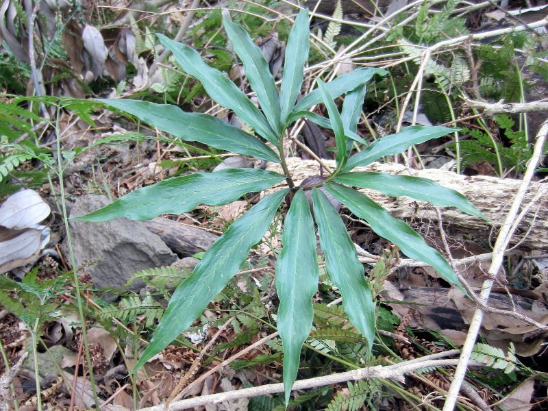 cobra lily Urashima