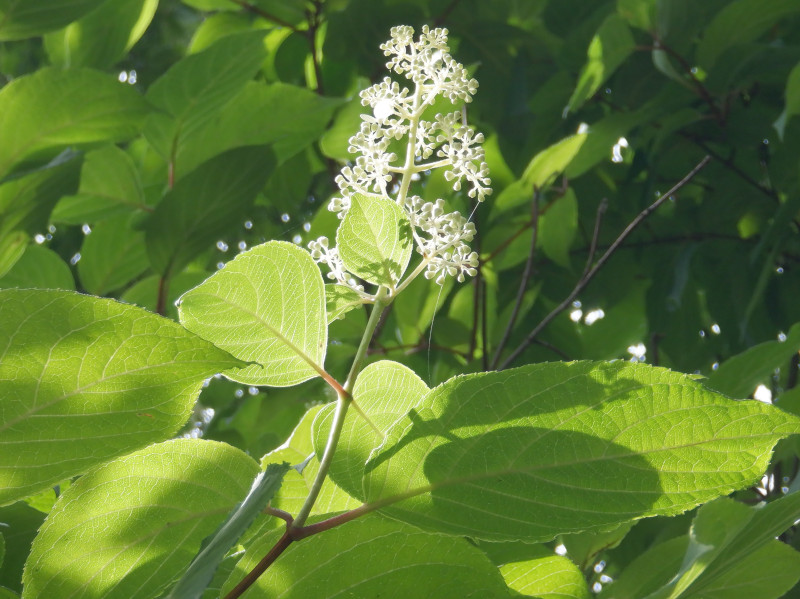 花ら83.　紫陽花の次は任せて　糊空木