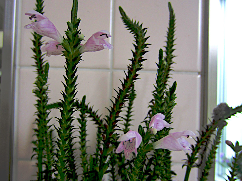 Physostegia virginiana