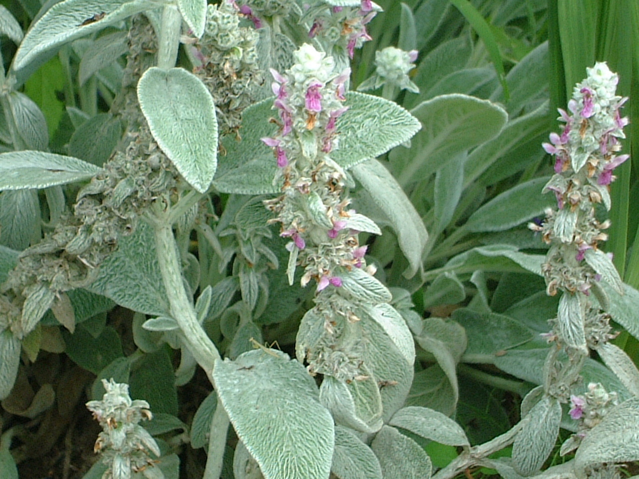 ラムズイヤー Stachys Byzantina かぎけん花図鑑