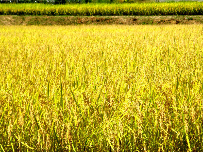 Rice plant