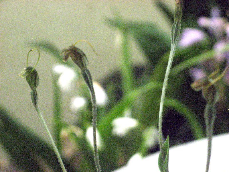 Pterostylis nana