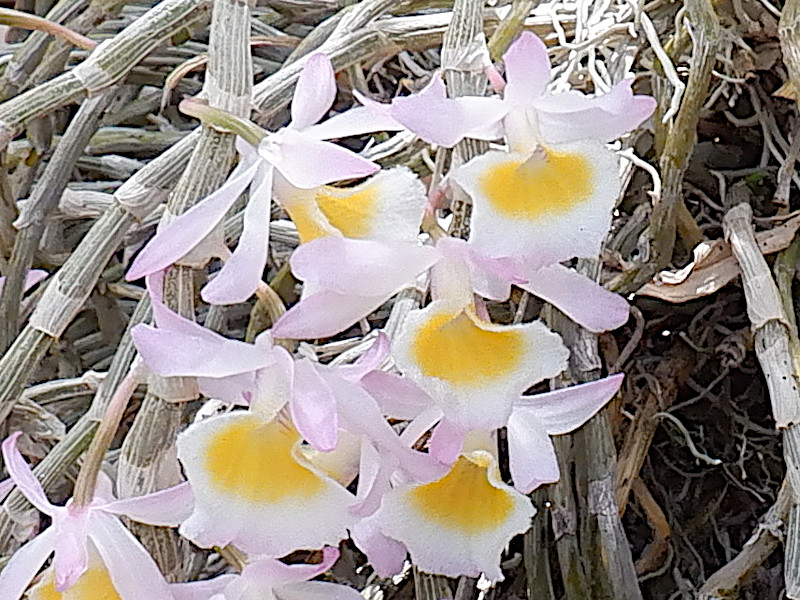 つく9 デンドロビウム ポリアンサム（Dendrobium polyanthum）