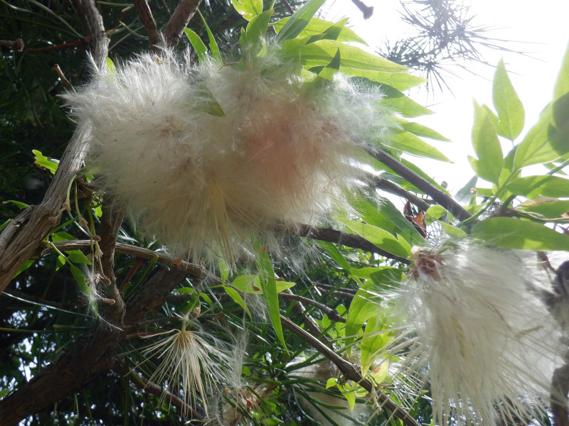 Clematis napaulensis